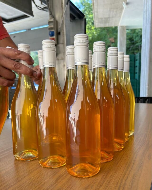 Today our Orange Trebbiano is getting bottled and soon ready to drink 😁